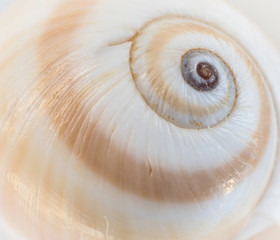 Sea Shell Swirl