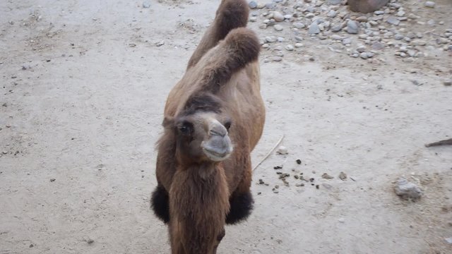 camellos zoo