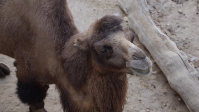 camellos zoo