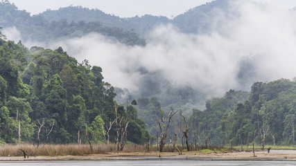 Morning fog and dead trees in dense tropical rainforest, Perak, Malaysia