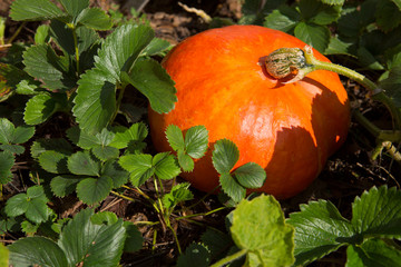Big orange pumpkins .