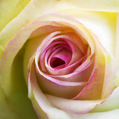 Fototapeta na wymiar Rose close-up. Macro.