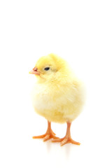 Cute little chicken on white background