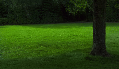 Fototapeta na wymiar greenmeadow with a tree