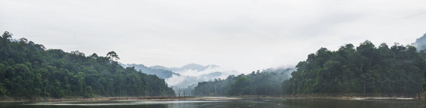 Fototapeta Panorama view of morning fog and dead trees in dense tropical rainforest, Perak, Malaysia