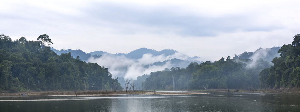 Fototapeta Morning fog in dense tropical rainforest, Perak, Malaysia