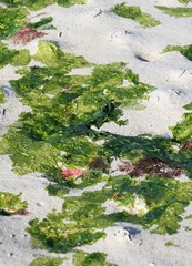 algues vertes en bretagne