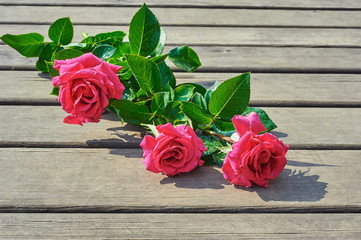 Fototapeta na wymiar Pink roses flowers
