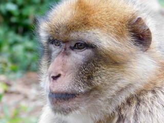 Obraz premium Macaca Sylvanus 