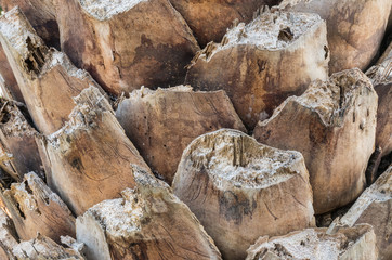 Closeup trunk of palm tree background