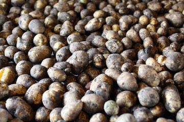 урожай картофиля