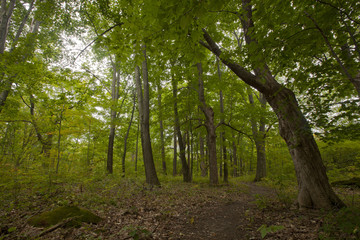 A forest scene in the Berkshire Mountains of Western Massachusetts.