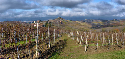 Fototapeta na wymiar Piedmont Vineyards auttumn