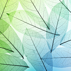 Fototapeta na wymiar Macro leaves background texture