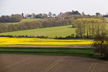 Obraz premium Scenic farmland with rapeseed fields
