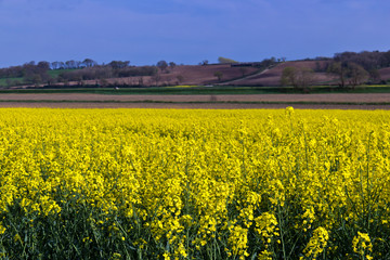 Yellow rapeseed canolo field