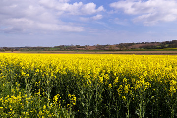 Fototapeta premium Yellow rapeseed flowers blossom in spring