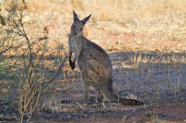 Australia, Zoology