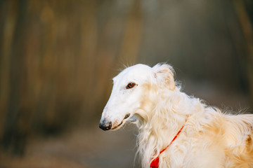 Fototapeta premium White Russian Hunting Dog, Sighthound, Russkaya Psovaya Borzaya,