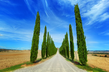 Fototapety  Droga drzew cyprysowych w Toskanii, Włochy
