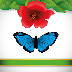 Butterfly design 