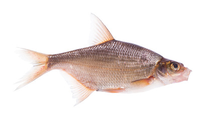 small bream fish isolated on white