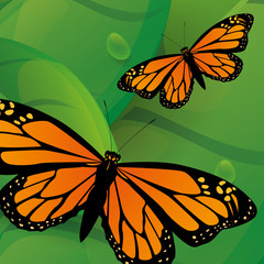 Butterfly design 