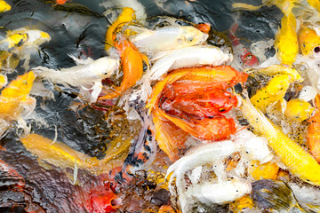 Koi fish in pond,colorful natural background,Faded color