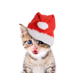 Katze, Kätzchen mit Weihnachtsmütze isoliert