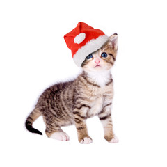 Katze/Kätzchen mit Weihnachtsmütze, isoliert