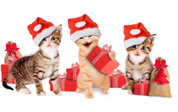 Kätzchen mit Weihnachtsmützen und Geschenken