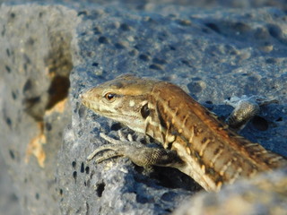 Geko auf Fels