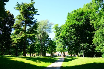 The road in the green summer forest