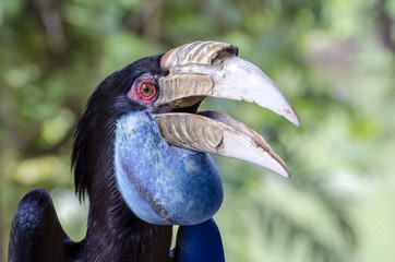 Wreathed Hornbill in the zoo