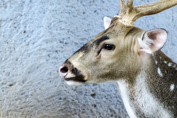 Close up Eld's deer