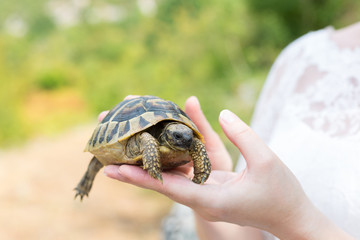 Turtle in hand - on palm