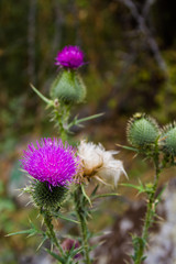 flower thistles