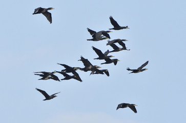 Kormorane im Flug