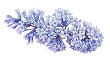 light cyan color lilac isolated inflorescence