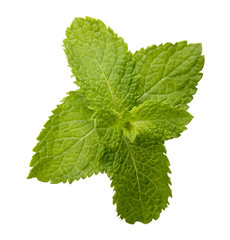 Fresh raw mint leaves isolated on white background