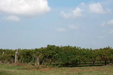 Fototapeta na wymiar Vineyards of Lambrusco , a typical Italian grape ready to be har