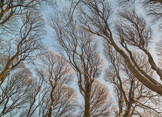 background from winter bare tree brown branches