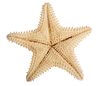 beige starfish backside on white