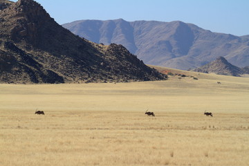 Oryx Antilopen in der Savanne von Namibia