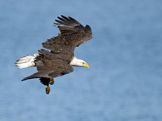 American Bald Eagle Mid Dive