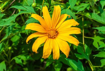 Mexican sunflower
