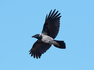 Hooded crow (Corvus cornix)