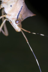 Little insect on leaf close up - Macro little bug vertical photo
