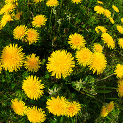 Blooming danelions from a fish eye lens