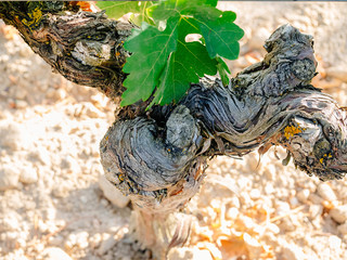 vine trunk detail